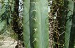 Anteprima di Echinopsis pachanoi
