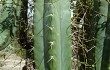 Preview photo Echinopsis pachanoi