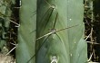 Vista previa de Echinopsis pachanoi