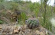 Preview photo Echinopsis pamparuizii