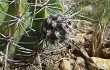 Preview photo Echinopsis pamparuizii