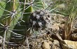 Anteprima di Echinopsis pamparuizii