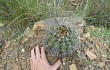 Anteprima di Echinopsis pamparuizii