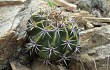 Vista previa de Echinopsis pamparuizii