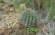 Anteprima di Echinopsis pamparuizii