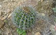 Anteprima di Echinopsis pamparuizii