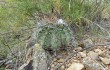Preview photo Echinopsis pamparuizii
