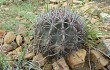 Vista previa de Echinopsis pamparuizii