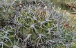 Vista previa de Echinopsis pamparuizii