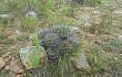 Anteprima di Echinopsis pamparuizii