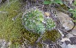 Vista previa de Echinopsis pamparuizii