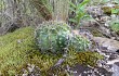 Vista previa de Echinopsis pamparuizii