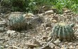 Vista previa de Echinopsis pamparuizii