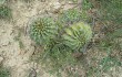 Vista previa de Echinopsis pamparuizii