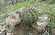 Vista previa de Echinopsis pamparuizii