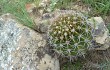 Preview photo Echinopsis pamparuizii