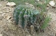 Anteprima di Echinopsis pamparuizii