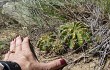 Anteprima di Echinopsis pamparuizii