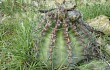 Anteprima di Echinopsis pamparuizii