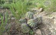 Preview photo Echinopsis pamparuizii