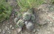 Anteprima di Echinopsis pamparuizii