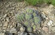 Vista previa de Echinopsis pamparuizii