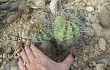 Vista previa de Echinopsis pamparuizii