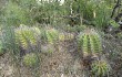 Preview photo Echinopsis pamparuizii