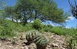 Vista previa de Echinopsis pamparuizii