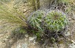 Vista previa de Echinopsis pamparuizii