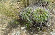 Preview photo Echinopsis pamparuizii