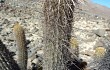 Anteprima di Echinopsis pseudomelanostele