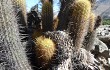 Anteprima di Echinopsis pseudomelanostele