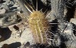 Anteprima di Echinopsis pseudomelanostele