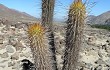 Vista previa de Echinopsis pseudomelanostele