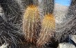 Preview photo Echinopsis pseudomelanostele