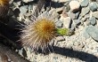 Anteprima di Echinopsis pseudomelanostele