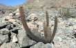 Anteprima di Echinopsis pseudomelanostele