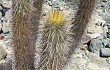 Anteprima di Echinopsis pseudomelanostele