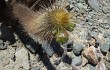 Preview photo Echinopsis pseudomelanostele