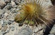 Vista previa de Echinopsis pseudomelanostele