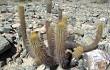 Anteprima di Echinopsis pseudomelanostele