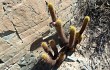 Vista previa de Echinopsis pseudomelanostele