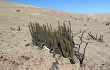 Vista previa de Echinopsis pseudomelanostele