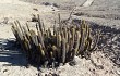 Anteprima di Echinopsis pseudomelanostele