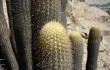 Anteprima di Echinopsis pseudomelanostele