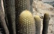 Preview photo Echinopsis pseudomelanostele