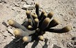 Preview photo Echinopsis pseudomelanostele