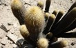 Anteprima di Echinopsis pseudomelanostele