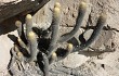 Preview photo Echinopsis pseudomelanostele